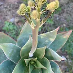 House Ogliastra - A Pochi Passi Dalla בית נופש